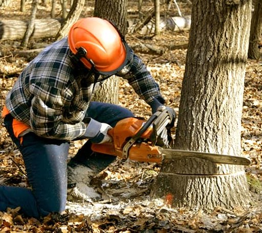 Tree Removal in Spruce Head, ME